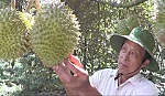 Outseasonable durian fetches high prices