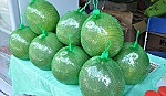 Rising to get rich by planting green grapefruit