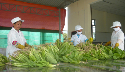 Ngành Nông nghiệp tỉnh đang triển khai thực hiện nhiều giải pháp tăng cường quản lý ATTP hàng hóa nông sản.