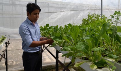 Mô hình trồng rau cải theo phương pháp thủy canh của Trung tâm Kỹ thuật và Công nghệ sinh học.
