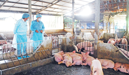 Các chuyên gia tham quan mô hình chăn nuôi theo chuỗi của ông Nguyễn Trần Tường Bá.