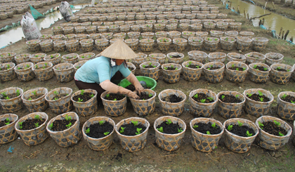 Bà Nguyễn Thị Ngọc Kiều sang chiết những cây cúc Hà Lan còn lại vào chiều 13-10.