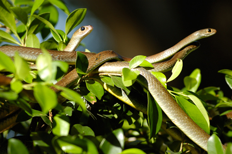 Nhiều loại rắn được nuôi dưỡng tại Trung tâm.