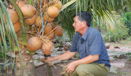 Ông Nguyễn Văn Thành (ấp Bình An) đang chăm sóc vườn dừa Mã Lai