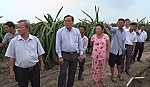 Khảo sát vùng trồng thanh long của huyện Gò Công Đông