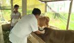 Tien Giang increases the prevention of foot and mouth disease in cattle at trading points