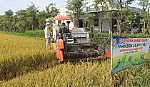 Sản xuất lúa không sử dụng thuốc bảo vệ thực vật
