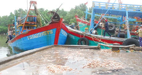 Các tàu đánh bắt cá vào neo đậu tại khu tránh trú bão ở Vàm Láng (huyện Gò Cong Đông).