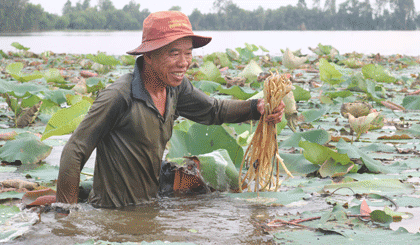 Ông Huỳnh Văn Cỡ thu nhập khoảng 7 - 8 triệu đồng/tháng từ thu hoạch ngó sen mùa nước nổi.