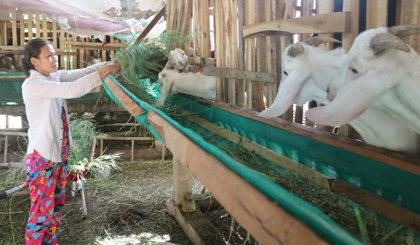 Từ 2 con dê mang thai ban đầu, đến nay đàn dê của chị Lê Thị Mỹ Ly  đã tăng lên 14 con.