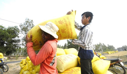 Since they sell fresh rice right after harvesting, farmers are not benefiting from rising prices. – (Photo: danviet.vn)