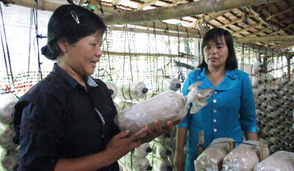 Chị Nguyễn Thị Thoa với mô hình trồng nấm bào ngư, cải thiện thu nhập gia đình. 