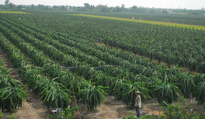 Vườn thanh long trên nền đất lúa ở xã Kiểng Phước, huyện Gò Công Đông.