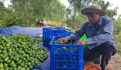Vietnamese seedless lime cultivated in Ben Luc district, the Mekong Delta province of Long An, sees a great opportunity to be exported to Japan. (Photo: phapluatplus.vn)