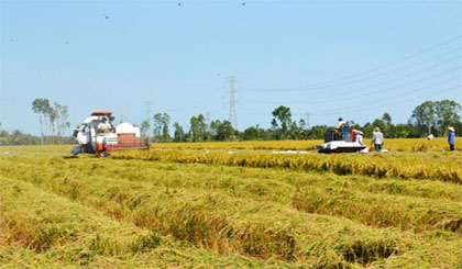 Harvesting rice in the large field model in Tien Giang. Photo: Internet source