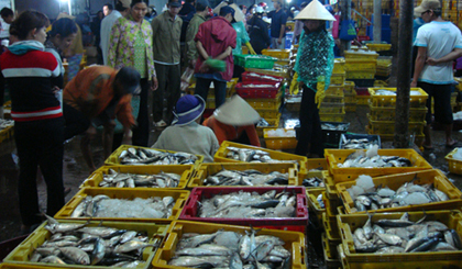 At My Tho fishery port. Photo: HUU CHI