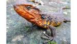 Sixty-five new species discovered in Vietnamese forests