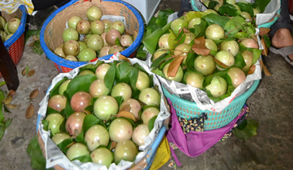 Lo Ren star apple accounts for 84.9% of the area. Photo: THAI THIEN