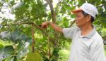 Cân nhắc khi tăng diện tích trồng mít Thái