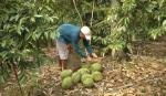 Outseasonable durian fetches high yield