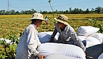 Việt Nam trúng thầu 141.000 tấn gạo xuất khẩu sang Indonesia