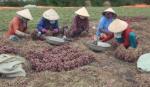 Tan Dien purple onion harvested