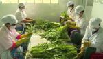 Safe vegetable cooperatives increase vegetable productions for Tet market