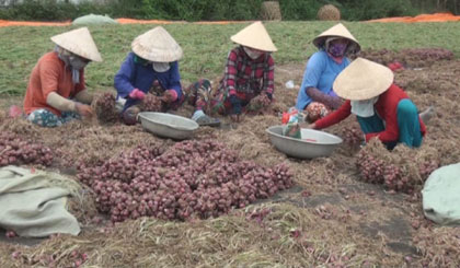 Harvesting purple onion. Photo: thtg.vn