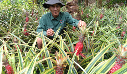 Ông Nguyễn Văn Tam, ấp Mỹ Lộc, xã Thạnh Mỹ (huyện Tân Phước) chăm sóc vườn khóm son.