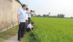 Chairman of the PPC visits fields on the day near Tet