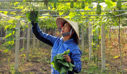 There are currently 178 cooperatives and units throughout Hanoi which have received food safety certifications.