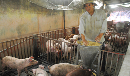 Một trang trại nuôi heo ở huyện Chợ Gạo không chuẩn bị heo bán tết.