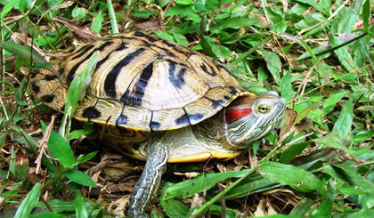 Phóng sinh rùa tai đỏ sẽ gây hại cho môi trường sống của các loài bản địa. Nguồn ảnh: ENV cung cấp