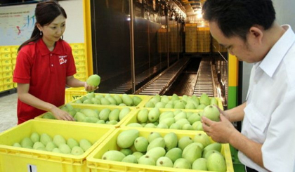 Mangos being inspected before export in Binh Duong province.
