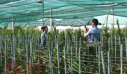 The application of high technology in orchid plantation has offered farmers higher profits (Photo: VNA)
