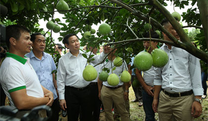 Phó Thủ tướng Vương Đình Huệ, Trưởng BCĐ Chương trình mục tiêu quốc gia thăm mô hình sản xuất nông nghiệp cho giá trị cao tại huyện Lương Sơn, tỉnh Hòa Bình. Ảnh: VGP/Thành Chung