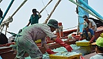 Hơn 100 tỷ đồng hỗ trợ cho việc đánh bắt hải sản