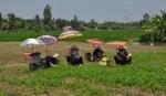 Vietnam empowering rural women toward sustainable development