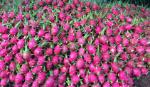 Tien Giang develops dragon fruit in the direction of quality