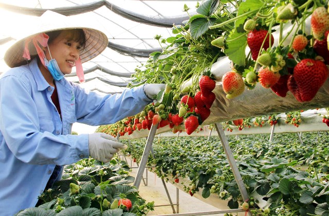 Strawberries are grown on two-floor platforms and checked carefully.