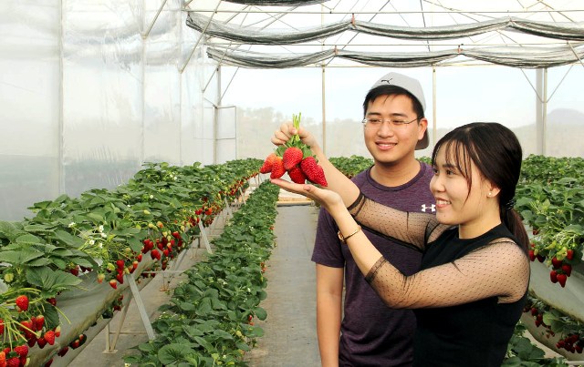 Visitors are very excited about the beautiful bunches of strawberries.