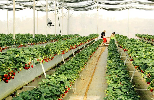 Strawberries are grown in a high-tech method, so they ripen quickly and can be eaten right in the garden.