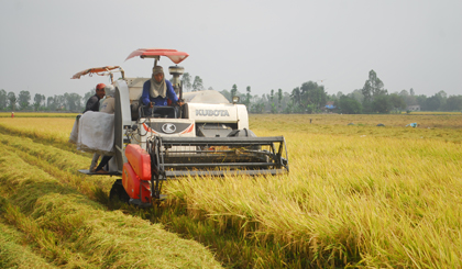 Thu hoạch lúa chất lượng cao trong vụ đông xuân 2017 -2018 ở huyện Cai Lậy.