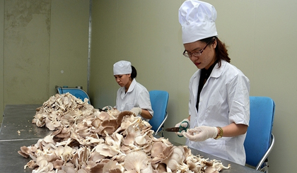 Mushroom production at a company in Thanh Tri, Hanoi.