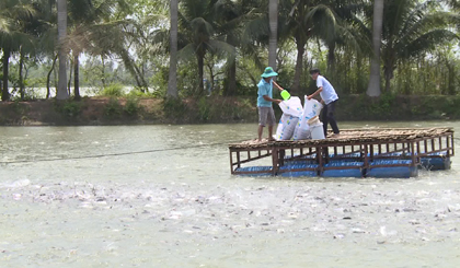 .. and visiting the catfish farming model in Phu Phong commune, Cai Lay district. Photo: thtg.vn
