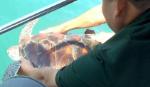 Khanh Hoa: Endangered 9.5kg sea turtle released back to the sea