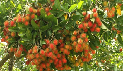Vietnam to export rambutans to New Zealand