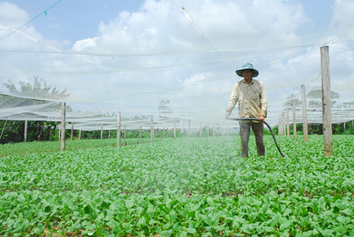 Sản xuất rau ăn lá đạt tiêu chuẩn VietGAP tại xã Bình Nghị (huyện Gò Công Đông).