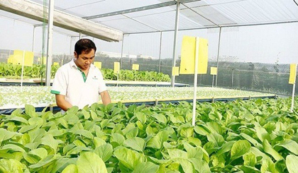 There are many barriers in the agriculture sector that curb businesses’ operations. (Photo: theleader.vn)
