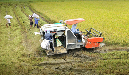 Đến nay, Tiền Giang đã thu hoạch trên 1,3 triệu tấn lúa mỗi năm.                                                                                                                                                                                                                                                                        Ảnh: Lập Đức 